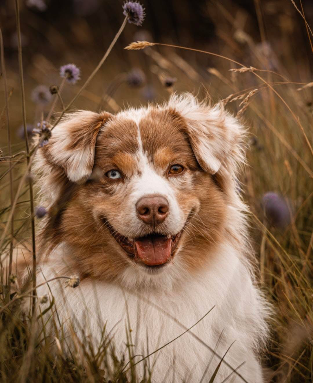 Bambi