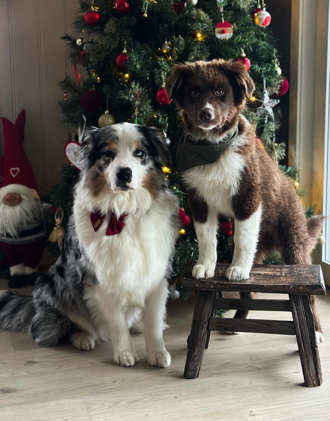 Togo & Nox