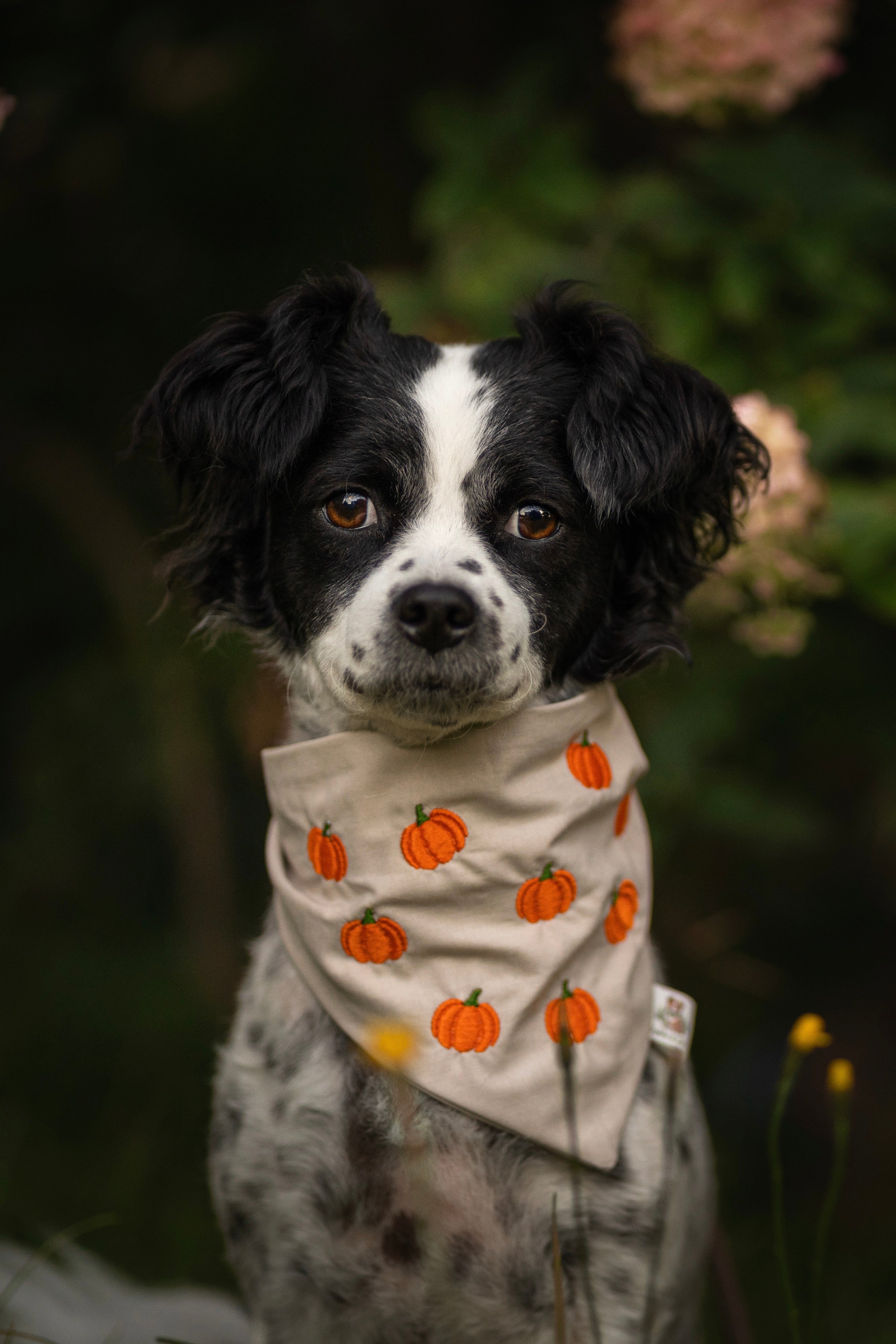 Bandana