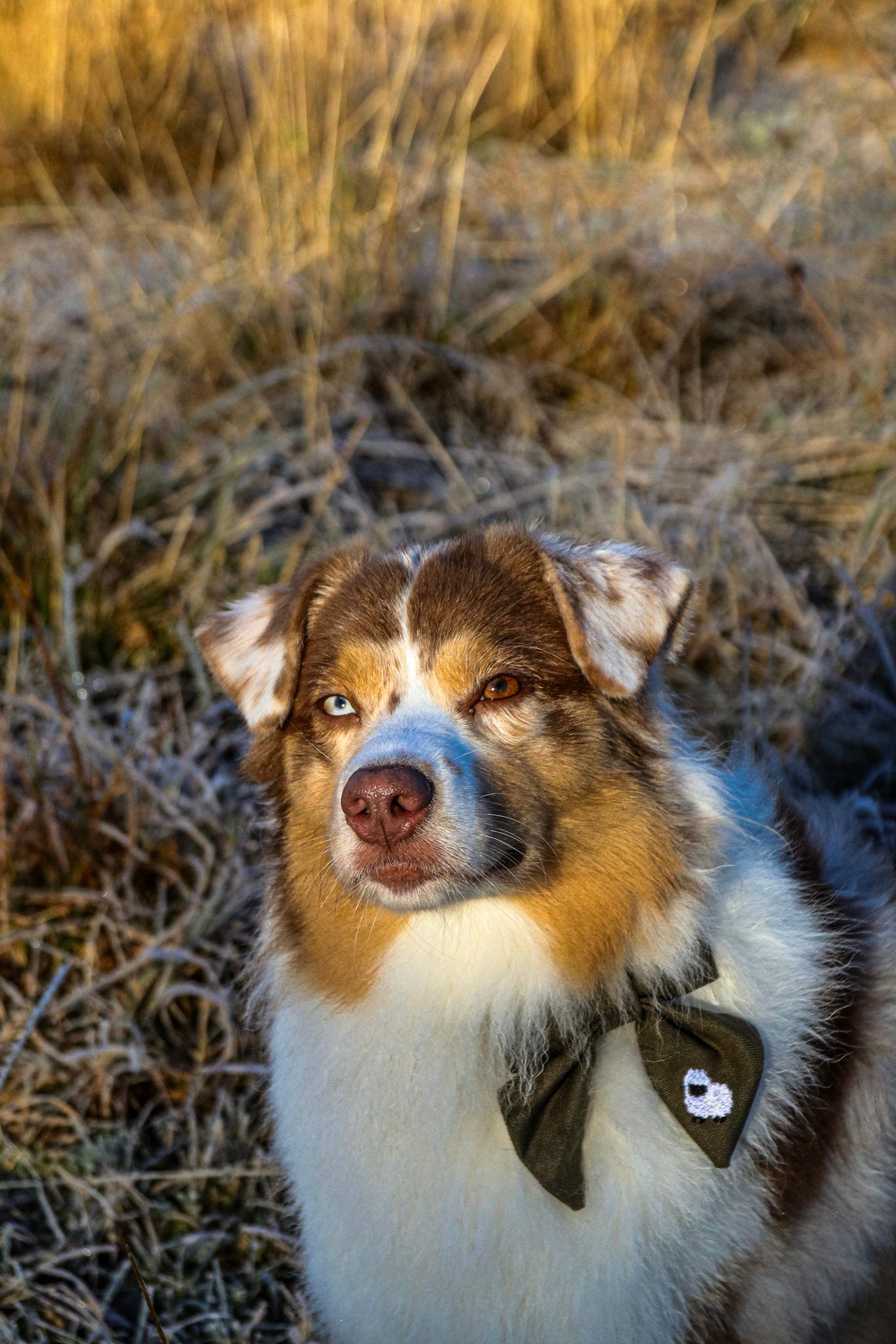 Shepherd’s Charm Sløyfe