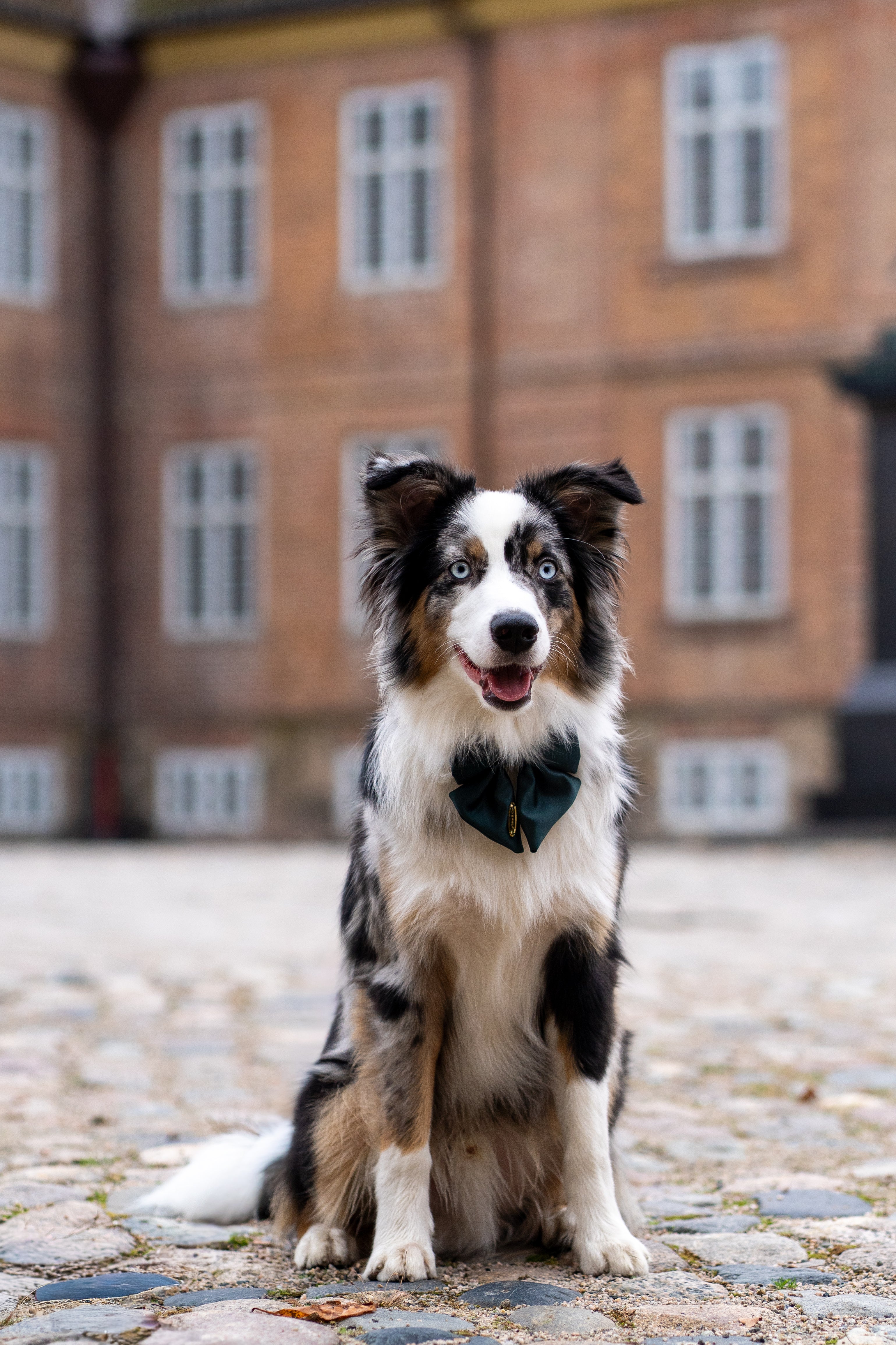 Flaskegrønn Sløyfe