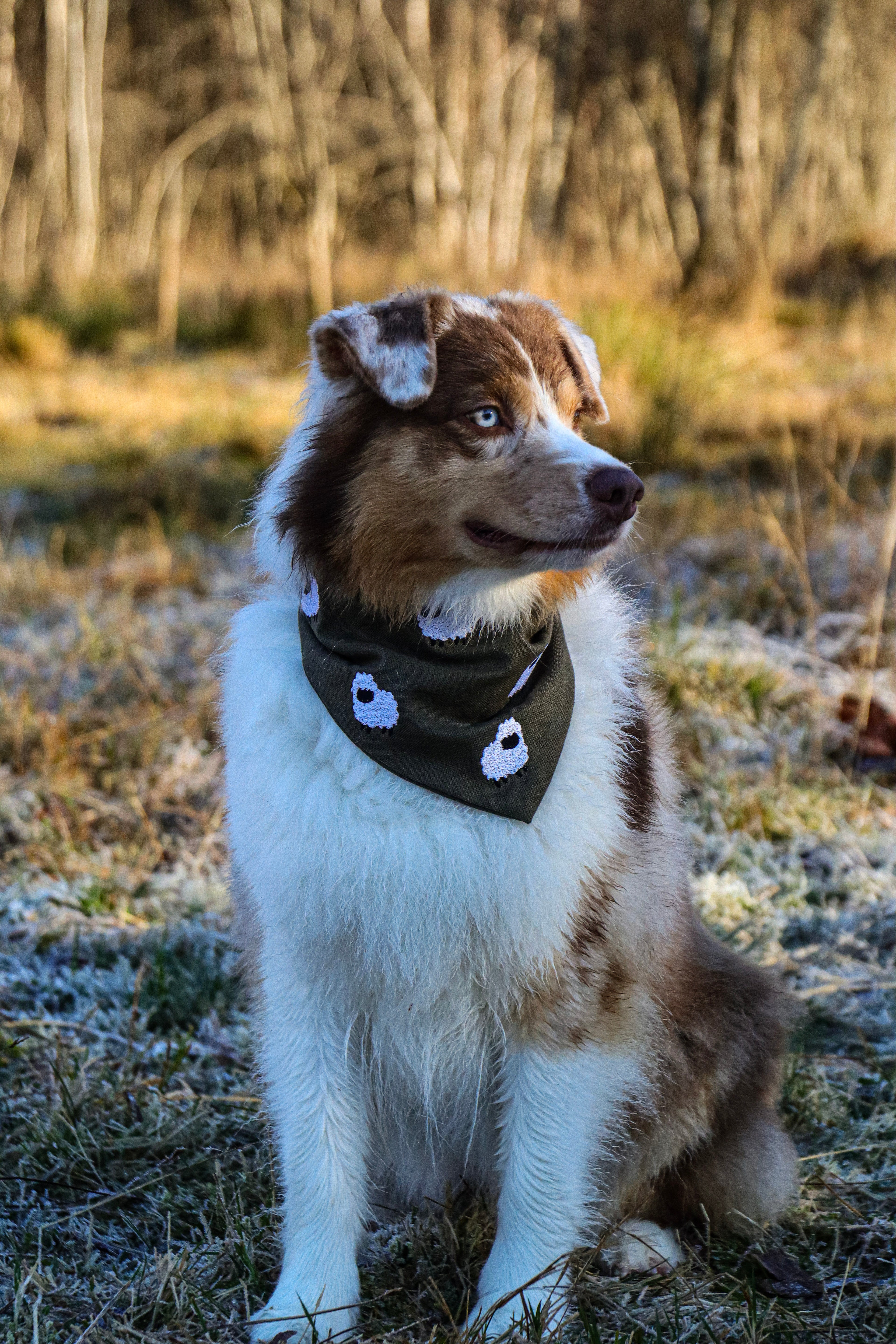Shepherd’s Charm Bandana