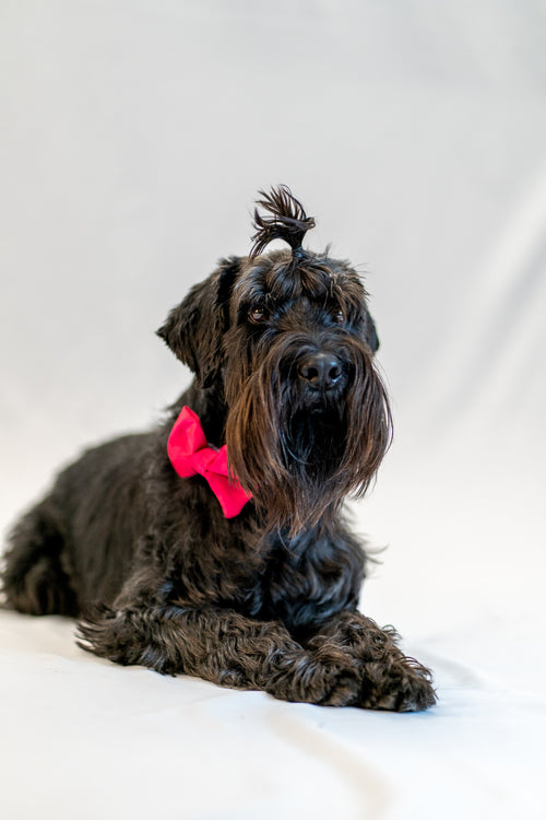 amour pink - smoking