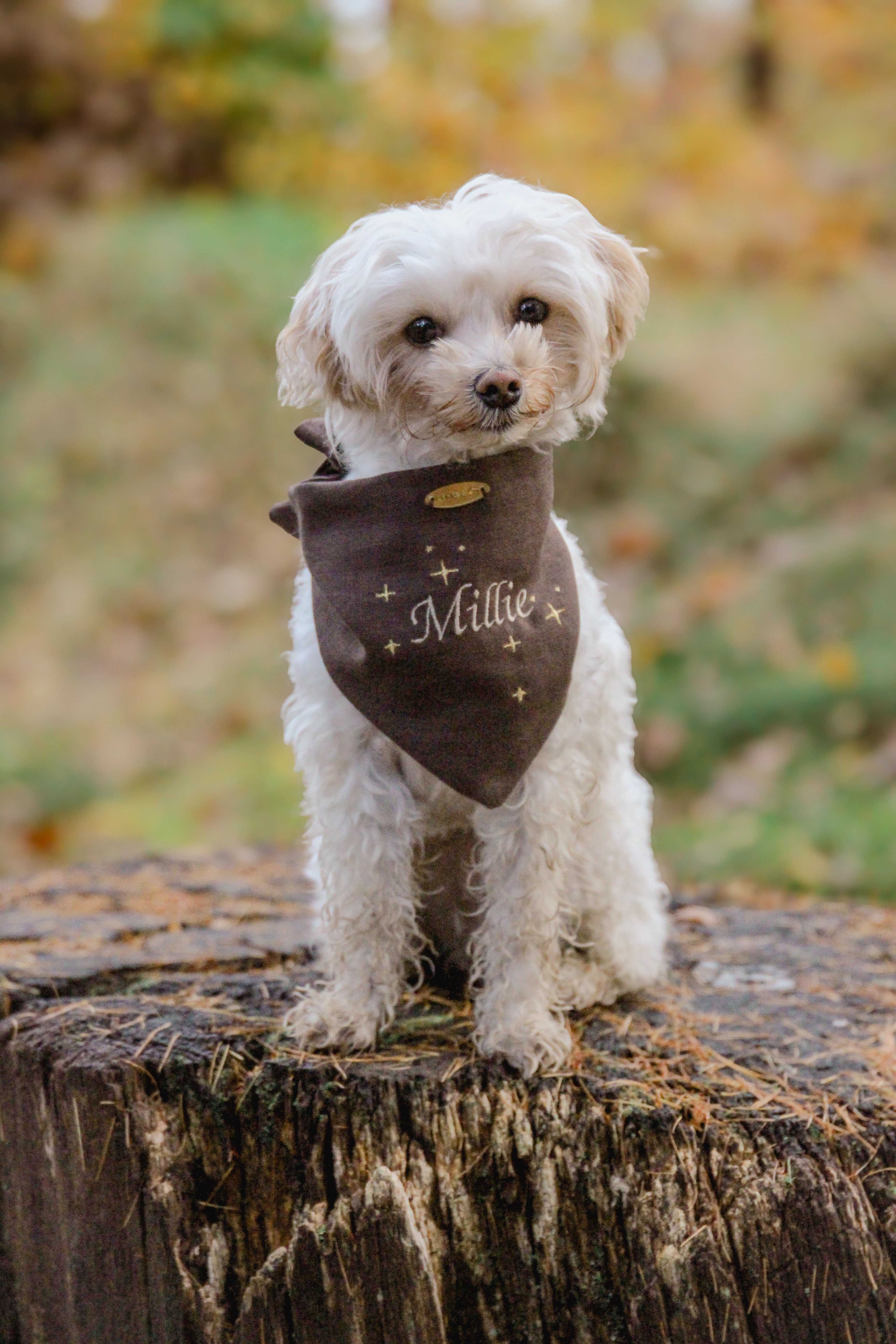 Starry Night Bandana