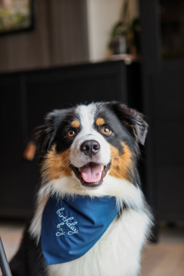 Birthday Bandana