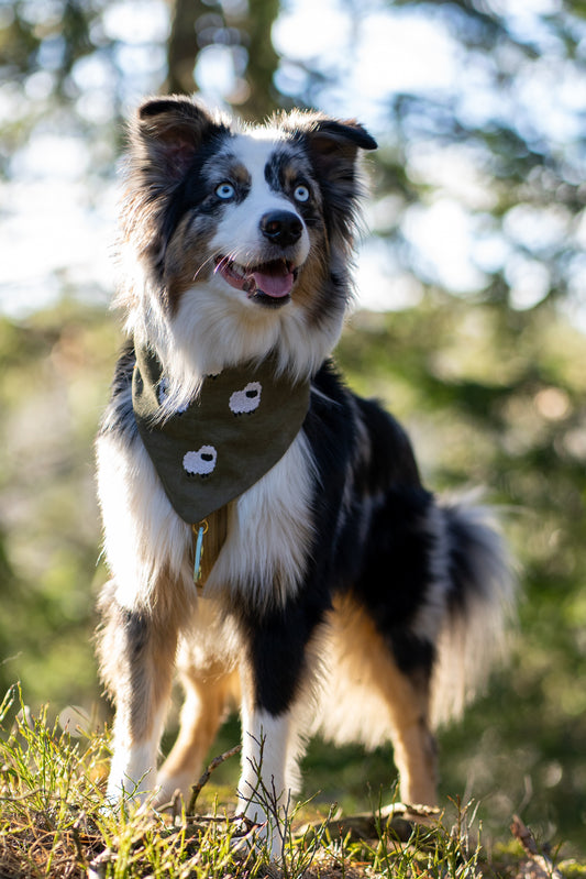 bandana - shepherd’s charm