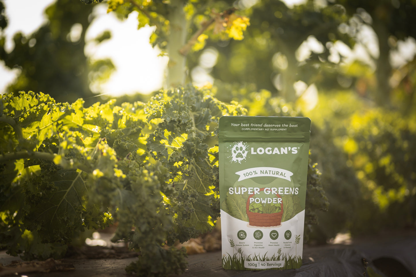 økologisk tangpulver
