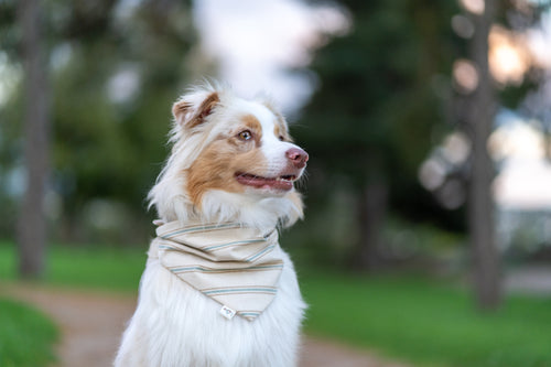 Adventure Stripe Bandana