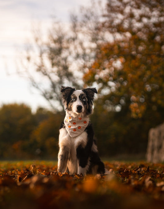 bandana - pumpkin