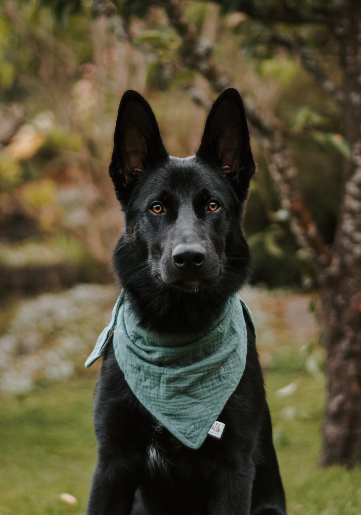 Dino Bandana