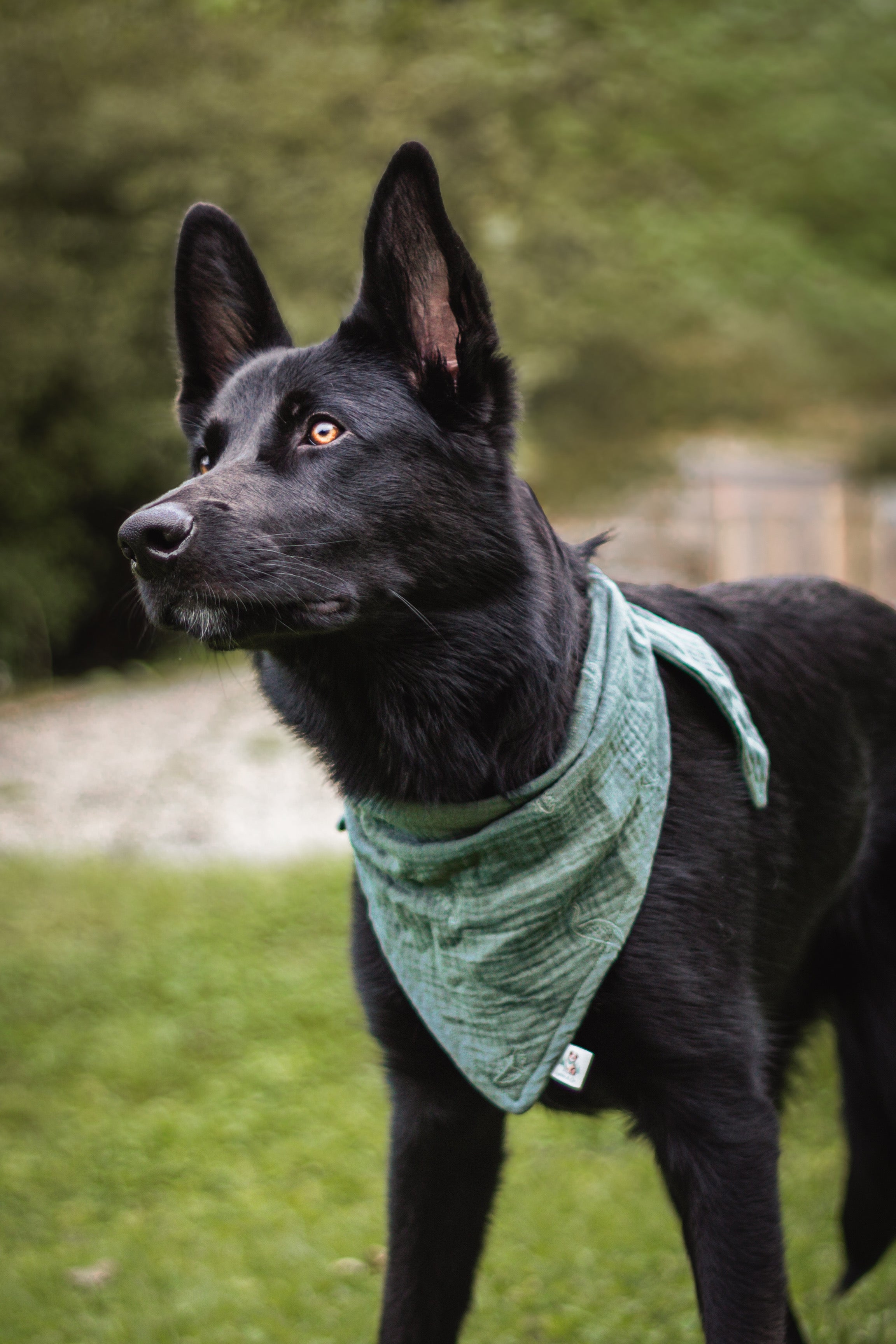 Dino Bandana